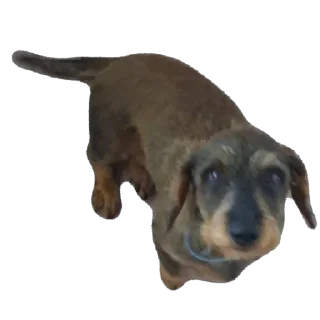Video sticker 🫥 Le mignon petit chien de Fou KO