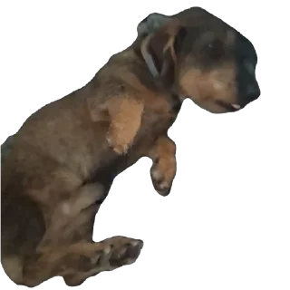 Video sticker 🫥 Le mignon petit chien de Fou KO