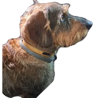Video sticker 🫥 Le mignon petit chien de Fou KO