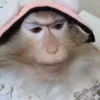 Video sticker 🐵 guli @TgEmodziBot