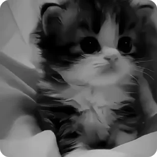 Video sticker 🌟 Карсуха - @Idbdhd82