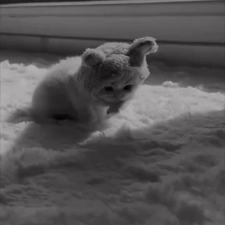 Video sticker 🤩 Карсуха - @Idbdhd82