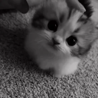 Video sticker 🤩 Карсуха - @Idbdhd82