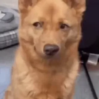 Video sticker 🐶 Your stickers - @my_stckers_bot