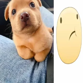 Video sticker 🌟 собачка мили @klwweqx :: @fStikBot