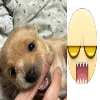 Telegram sticker 🌟 собачка мили @klwweqx :: @fStikBot