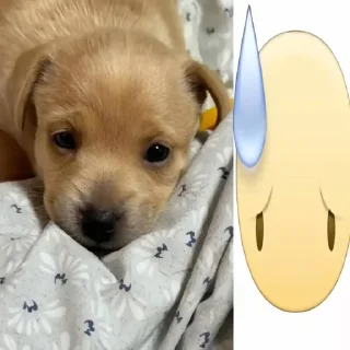 Telegram sticker 🌟 собачка мили @klwweqx :: @fStikBot