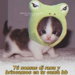Video sticker 🥵 PerroBerto