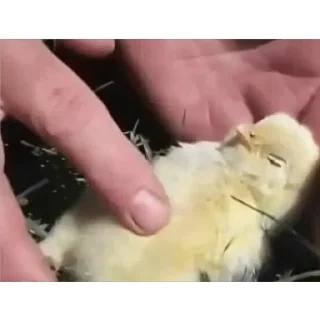 Телеграм стикер 🐥 PerroBerto