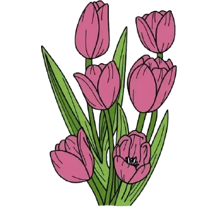 Video sticker 🌷 Tulips @PunjabiSticker
