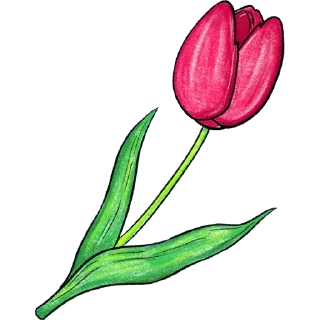 Telegram sticker 🌷 Tulips @PunjabiSticker