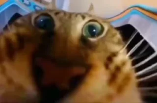 Video sticker 🤝 Котікі