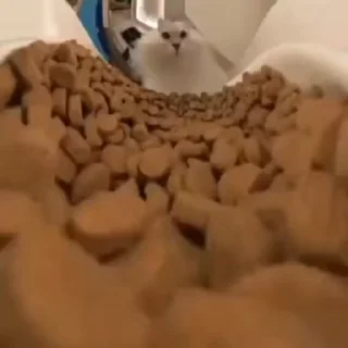 Video sticker 😺 Котікі