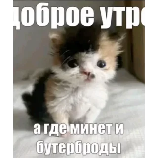 Video sticker 🫦 Больше стиков тут: @stikery4