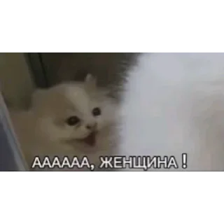 Video sticker 😱 Больше стиков тут: @stikery4