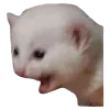 Sticker 😱 Рандом ➜ @emojiprem @TgEmodziBot