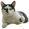 Video sticker 👍 Рандом ➜ @...