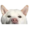 Sticker 😶 Рандом ➜ @emojiprem @TgEmodziBot