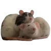 Sticker 🐀 Рандом ➜ @emojiprem @TgEmodziBot