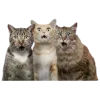 Sticker 😲 Рандом ➜ @emojiprem @TgEmodziBot