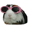 Video sticker 😎 Рандом ➜ @...