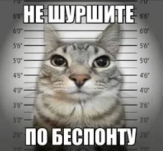 Video sticker 🤬 пора :: @fStikBot