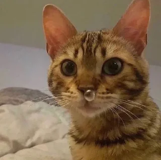 Telegram sticker 😳 пора :: @fStikBot