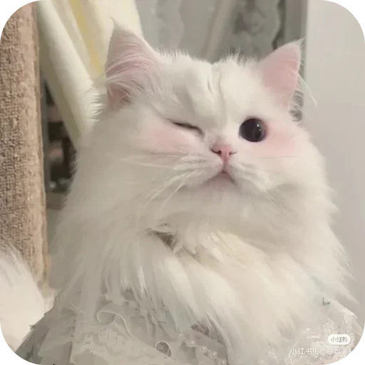 Telegram sticker 👸 『 𝐓𝙱𝚂 』 ꭙꤪꤨꤪ 𝐘𝙾𝚁𝚁𝙸𝙲𝙷𝙸'sAnimPack