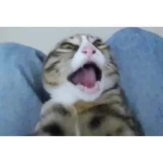 Sticker ✌️ Tg: @notevm