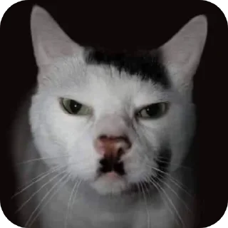 Telegram sticker 🐱 Hitler