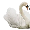 Video sticker 🦢 random by @jadores...