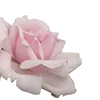 Sticker 🌹 random by @jadorestefanie