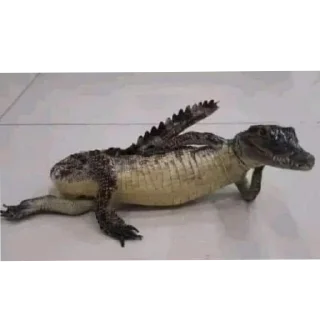 Video sticker 🐊 Jolbake arghavani