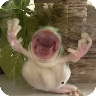 Телеграм стикер 🐸 Jolbake arghavani