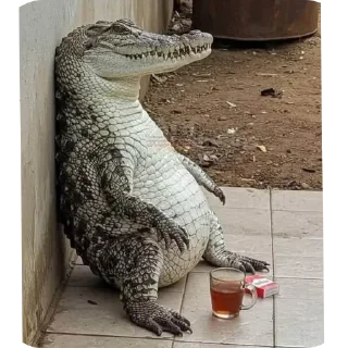 Телеграм стикер 🐊 Jolbake arghavani