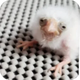 Sticker 😑 Jolbake arghavani