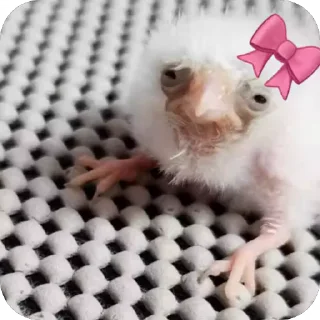 Video sticker 🎀 Jolbake arghavani