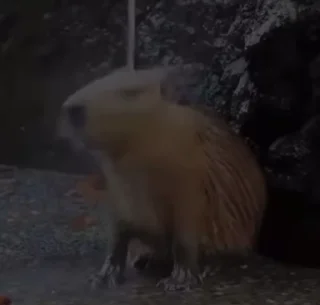 Video sticker 🛁 капибарычи :: @fStikBot