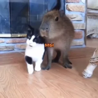 Video sticker 🥰 капибарычи :: @fStikBot