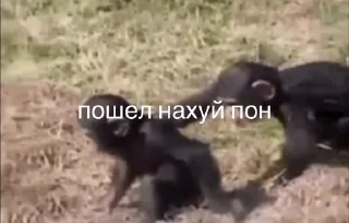 Sticker 🤬 поны :: @fStikBot
