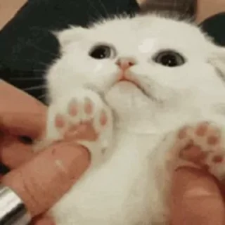 Sticker 🥱 Kittens