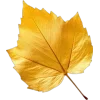Video sticker 🤩 autumn ➜ @emoji1