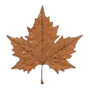 Video sticker 🍁 autumn ➜ @emoji1