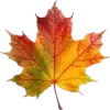 Video sticker 🤩 autumn ➜ @emoji1