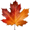Video sticker 🤩 autumn ➜ @emoji1