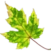 Video sticker 🍁 autumn ➜ @emoji1