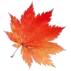 Video sticker 🍁 autumn ➜ @emoji1
