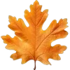 Video sticker 🤩 autumn ➜ @emoji1