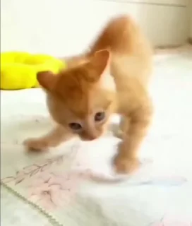 Video sticker 🌟 Kucing bot @Pinkstorys8 :: @fStikBot
