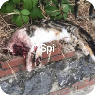 Telegram sticker 🚗 fri sticker @beytocancelik